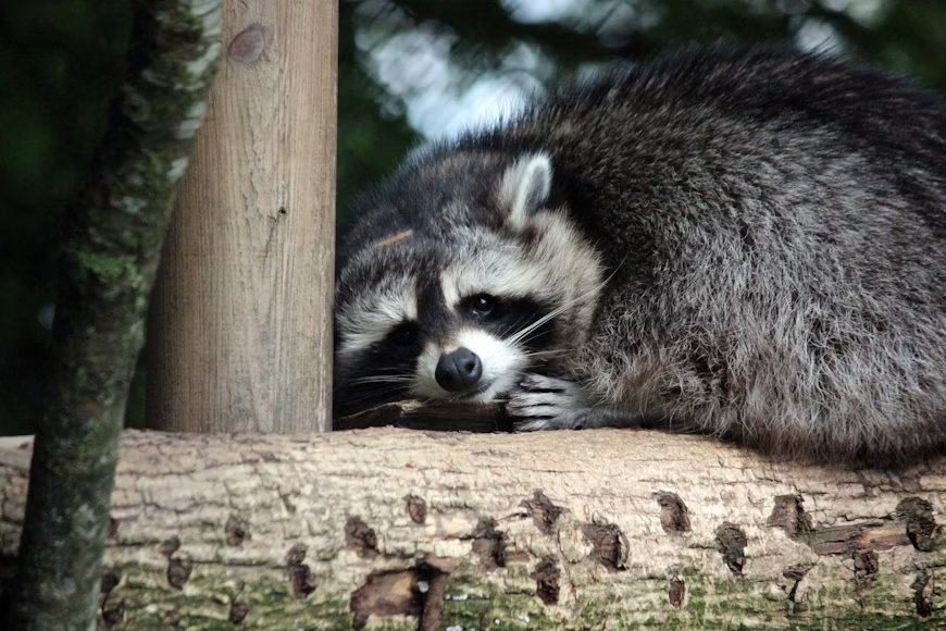 A raccoon rests lazily on a wooden log, its chin resting on its front paws in a relaxed pose. 