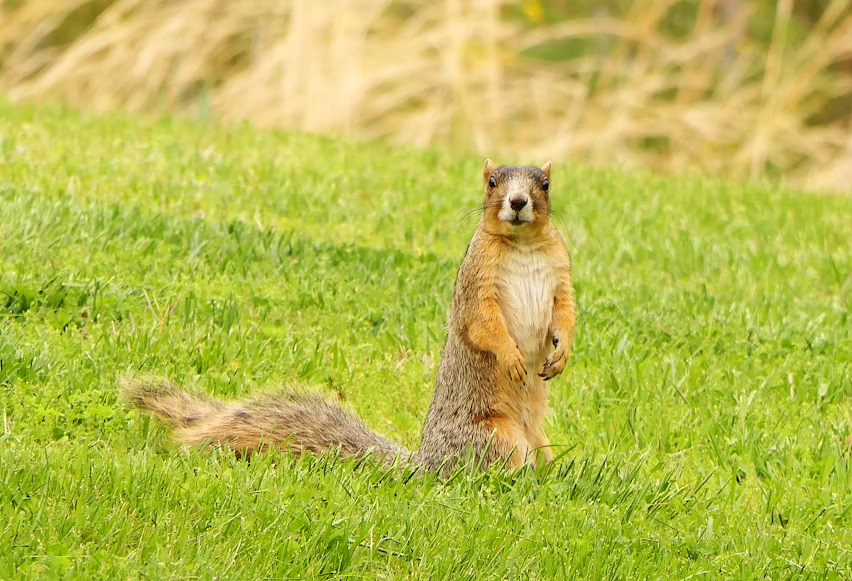 A fox squirrel stands upright on its hind legs in a grassy lawn, looking directly at the camera with an alert posture.