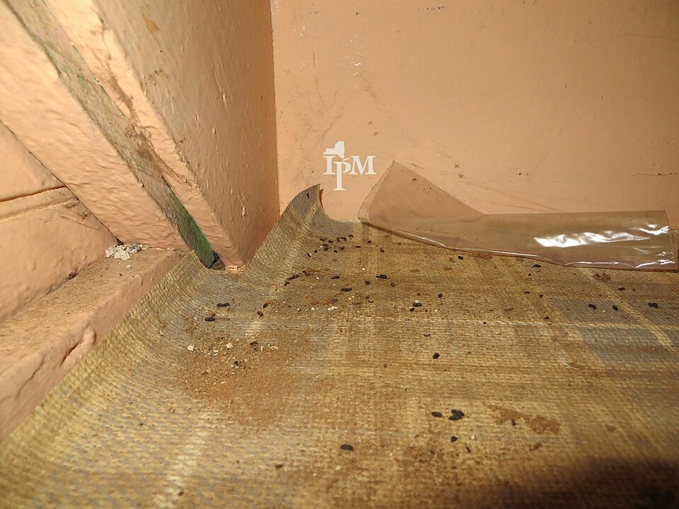Scattered mouse droppings in the corner of a home