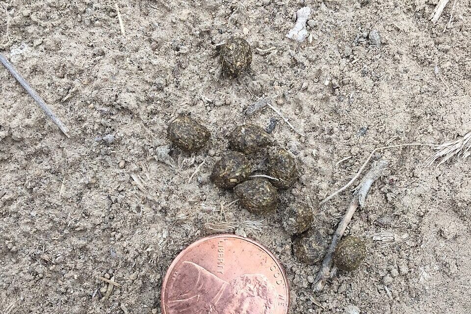 Rabbit droppings scattered on muddy ground