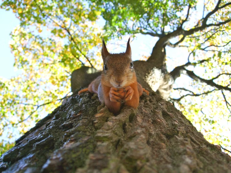 A red squirrel with prominent ear tufts peers down from a tree trunk, holding food in its front paws.
