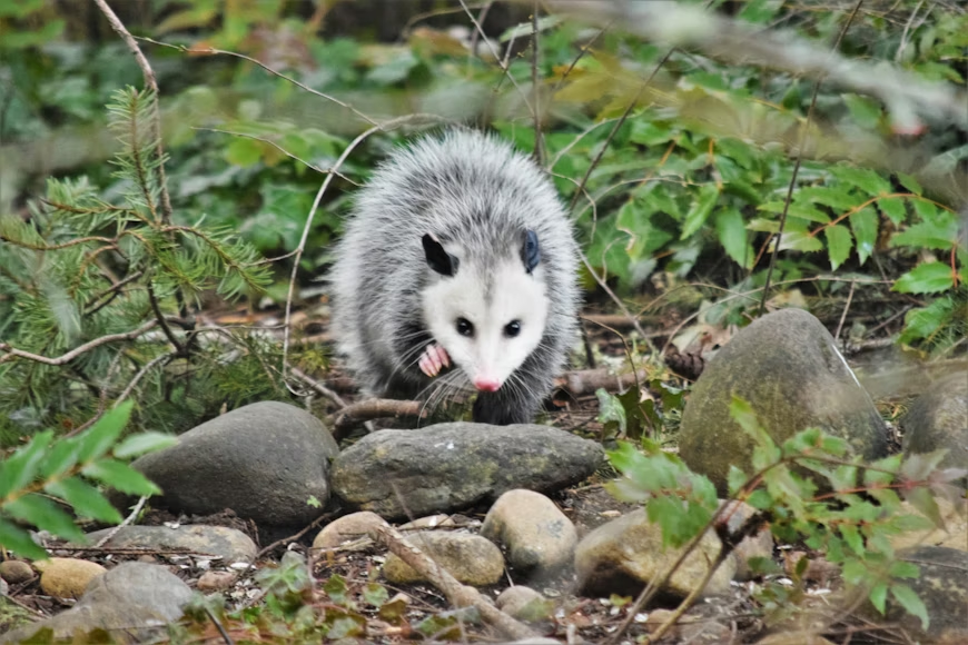 A Virginia opossum walks toward the camera through a wooded area, carefully navigating over gray and tan rocks. 