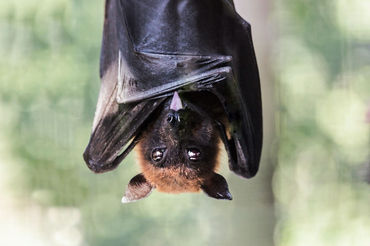 A closeup shot of a bat hanging upside down