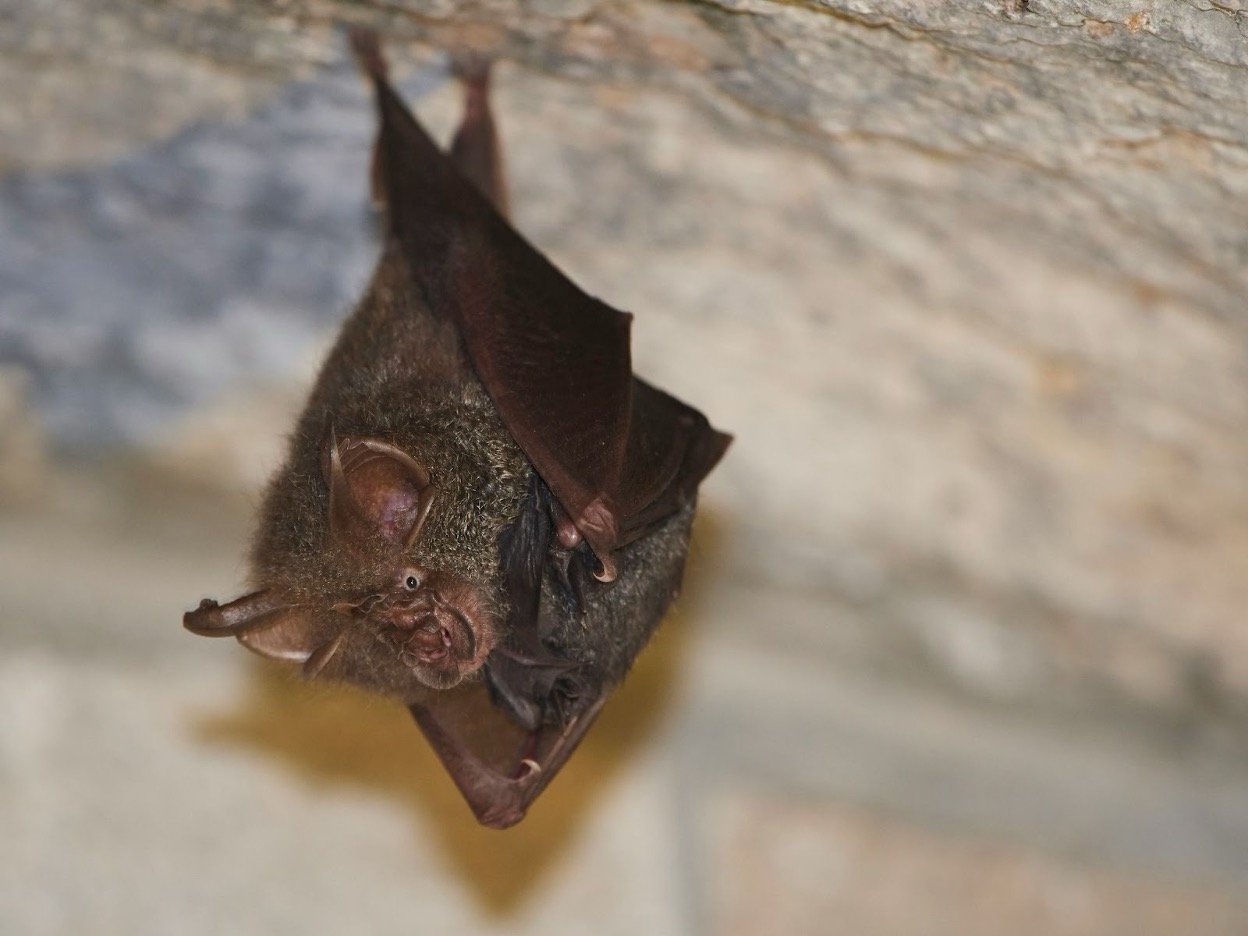 Bat roosting high in a dark structure, indicating potential attic infestation risks