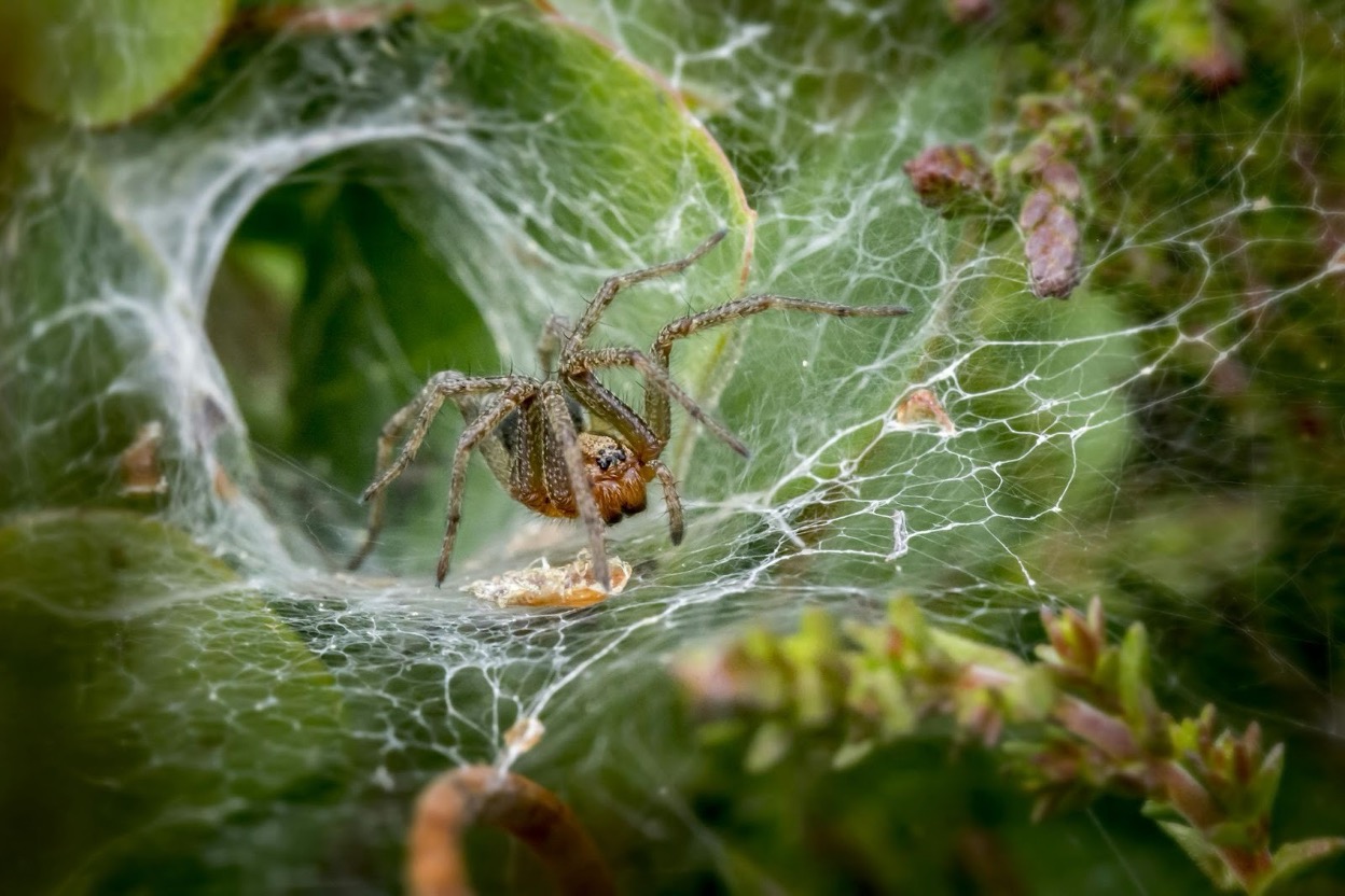 Closeup of a brown spider in a web