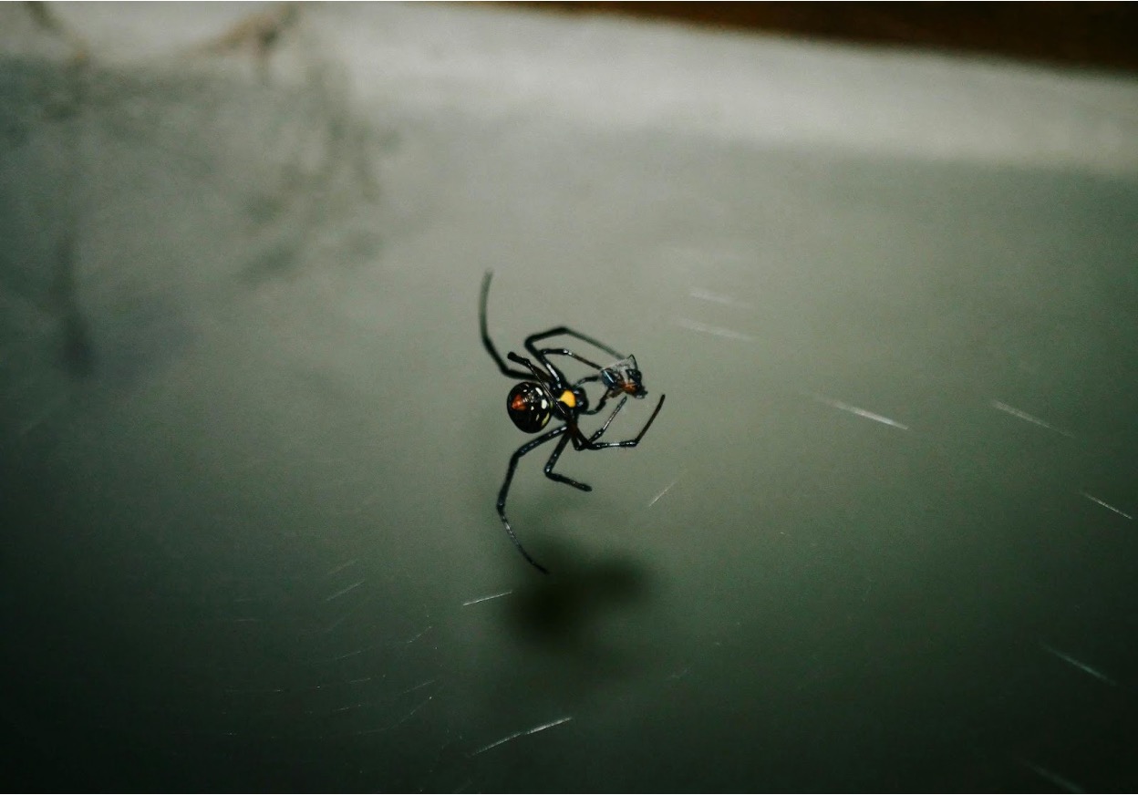 Closeup shot of a black widow spider