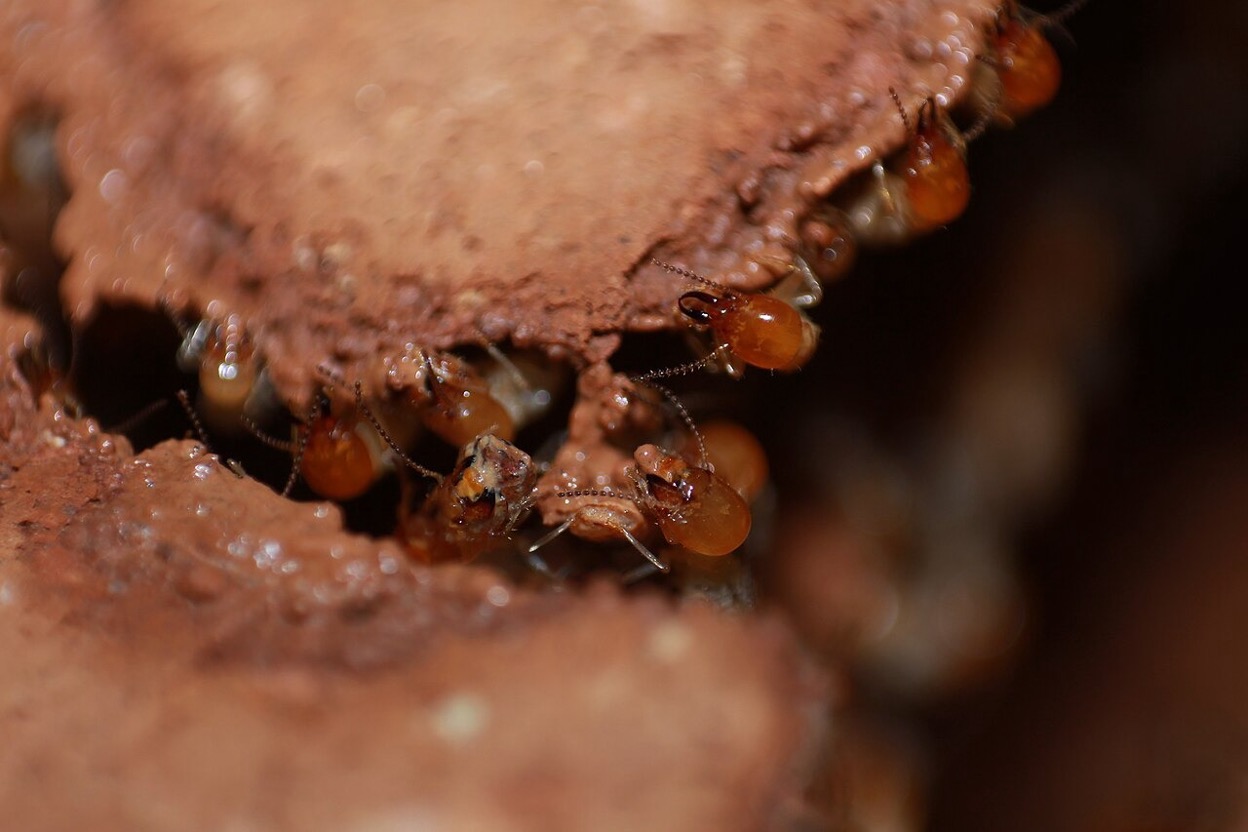 Closeup shot of a group of termites