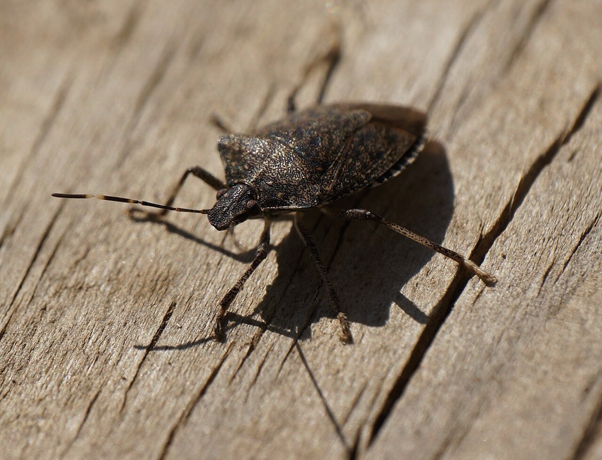 Closeup shot of a stink bug standing on a wooden floor