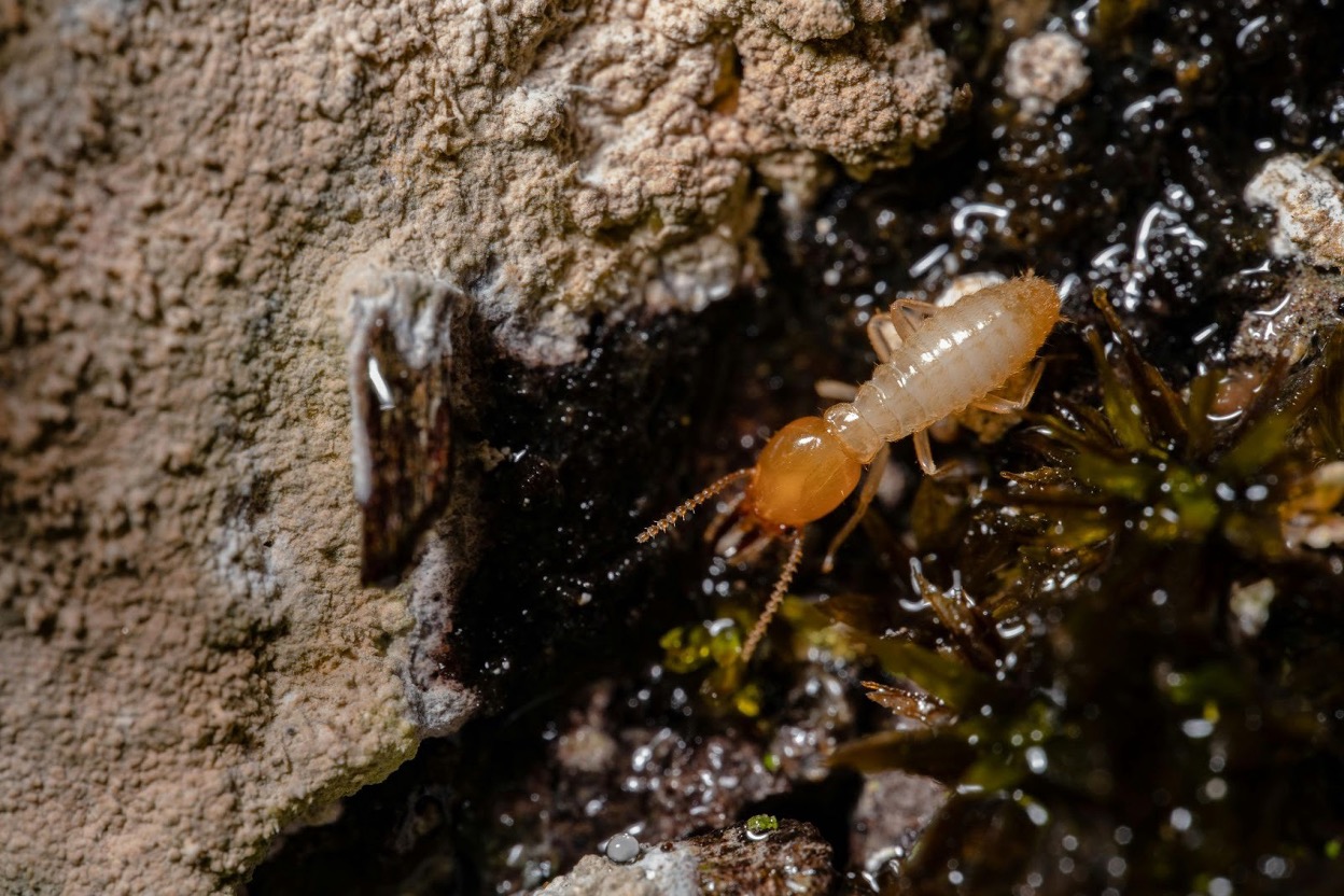 Closeup shot of a termite in a hidden and moist space