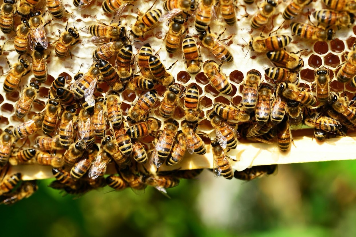 Huge bee colony gathered on a honeycomb structure