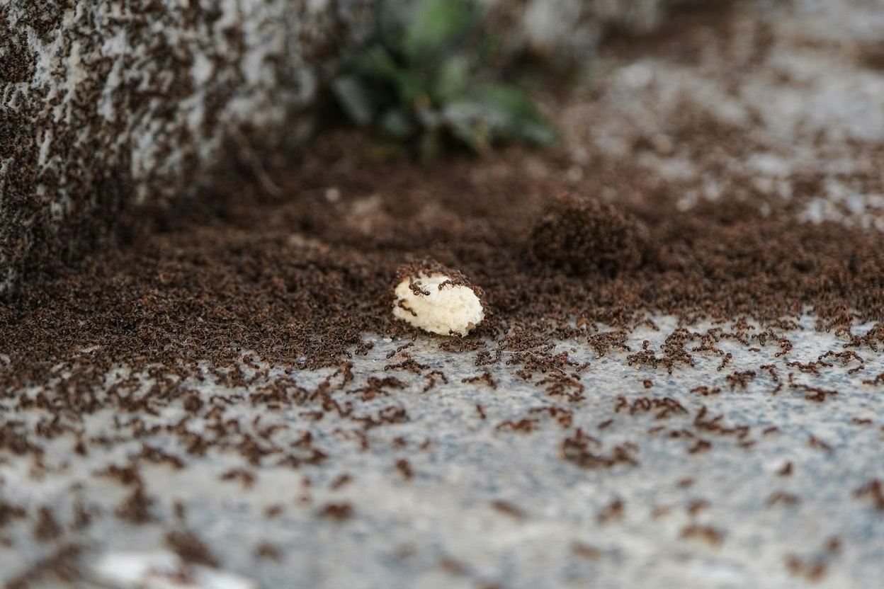 Massive ant colony swarming over a piece of food