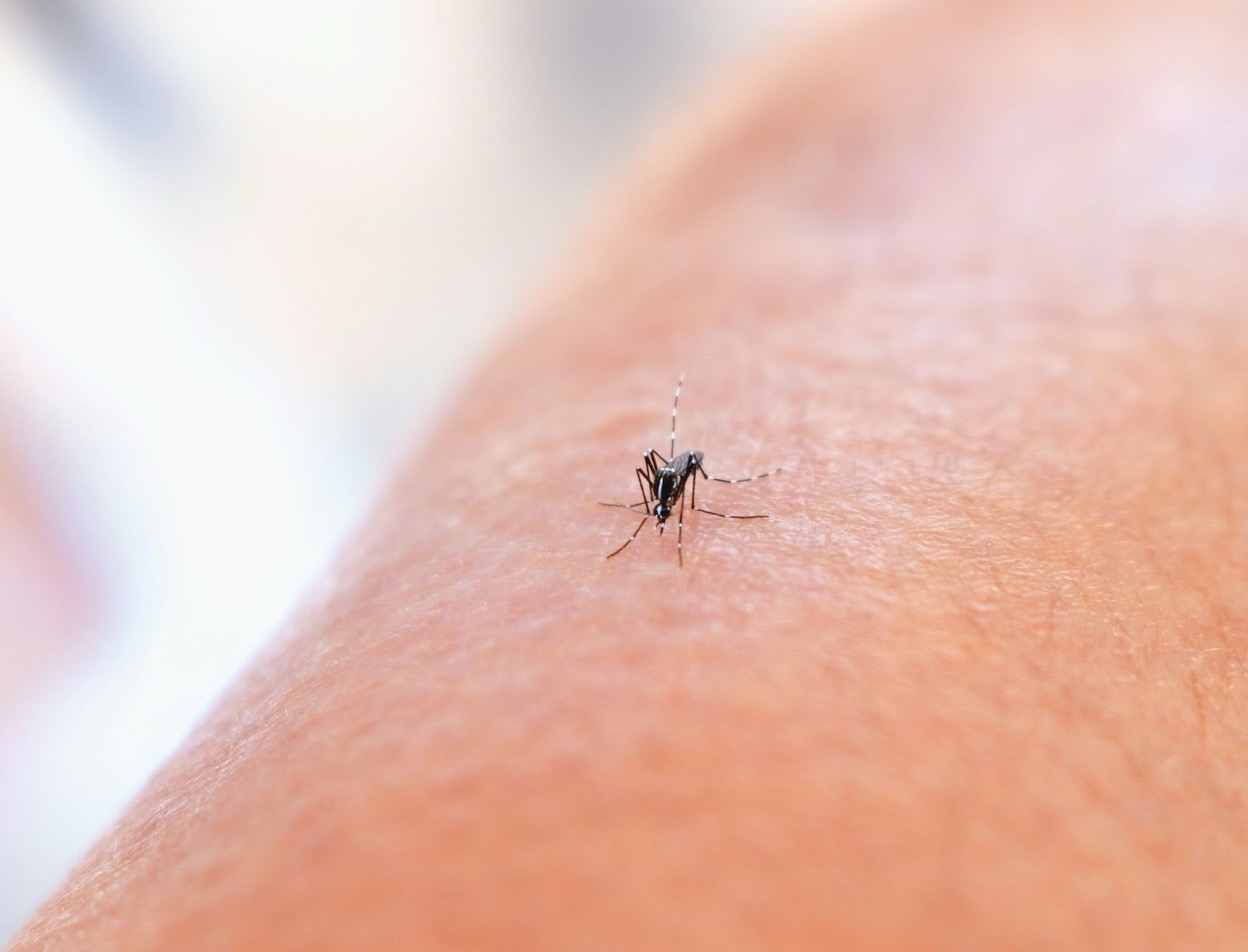 Mosquito that landed on a person’s skin, ready to bite and suck blood