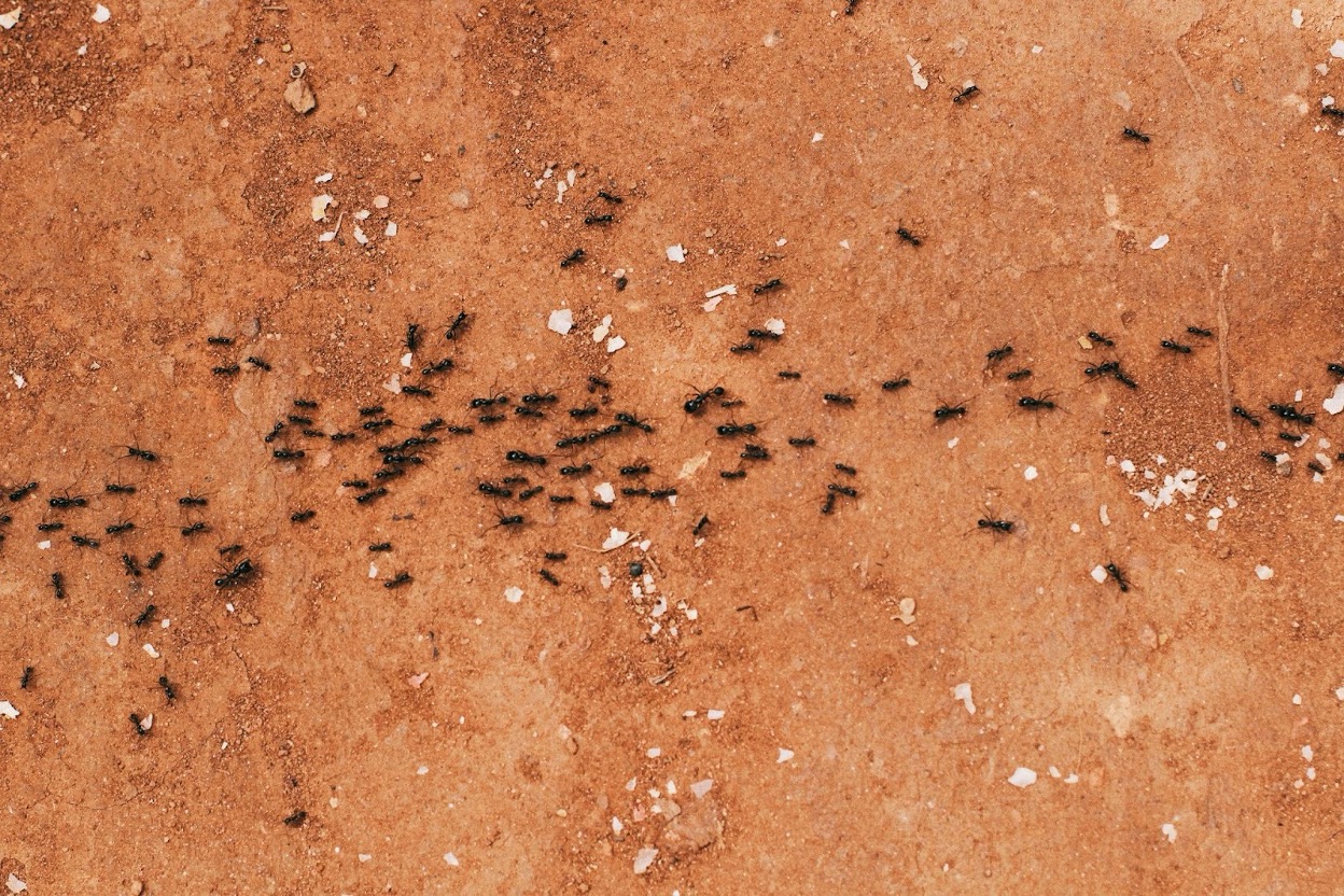 Trail of black ants on the ground