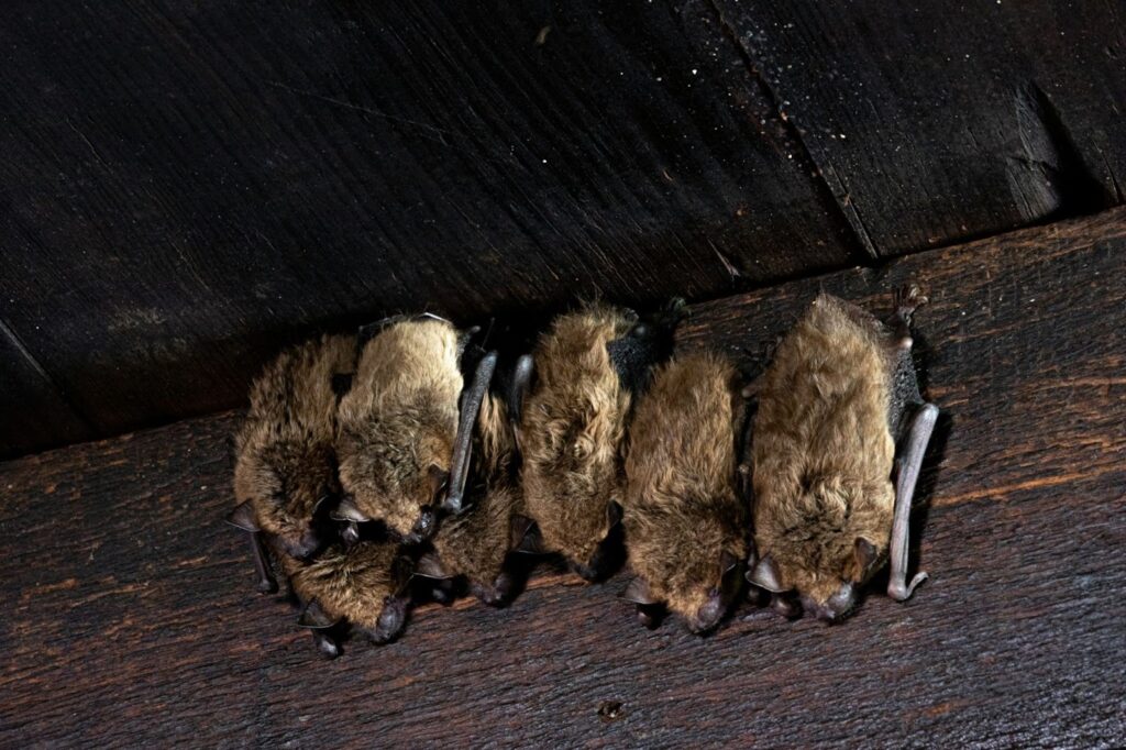 Bat colony roosting on attic beams, highlighting the need for professional exclusion.