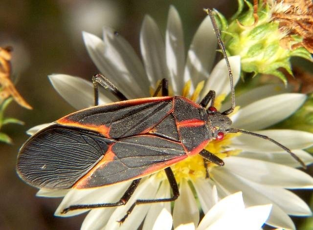 Hind shot of a boxelder bug on a flower