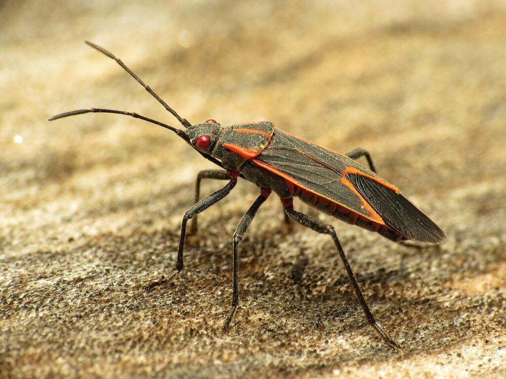 Closeup shot of a boxelder bug positioned on a rocky surface