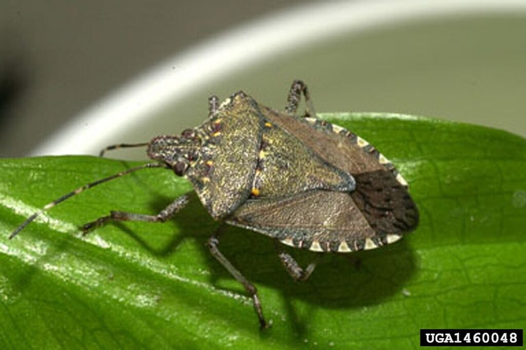 Closeup shot of a stink bug on a leaf