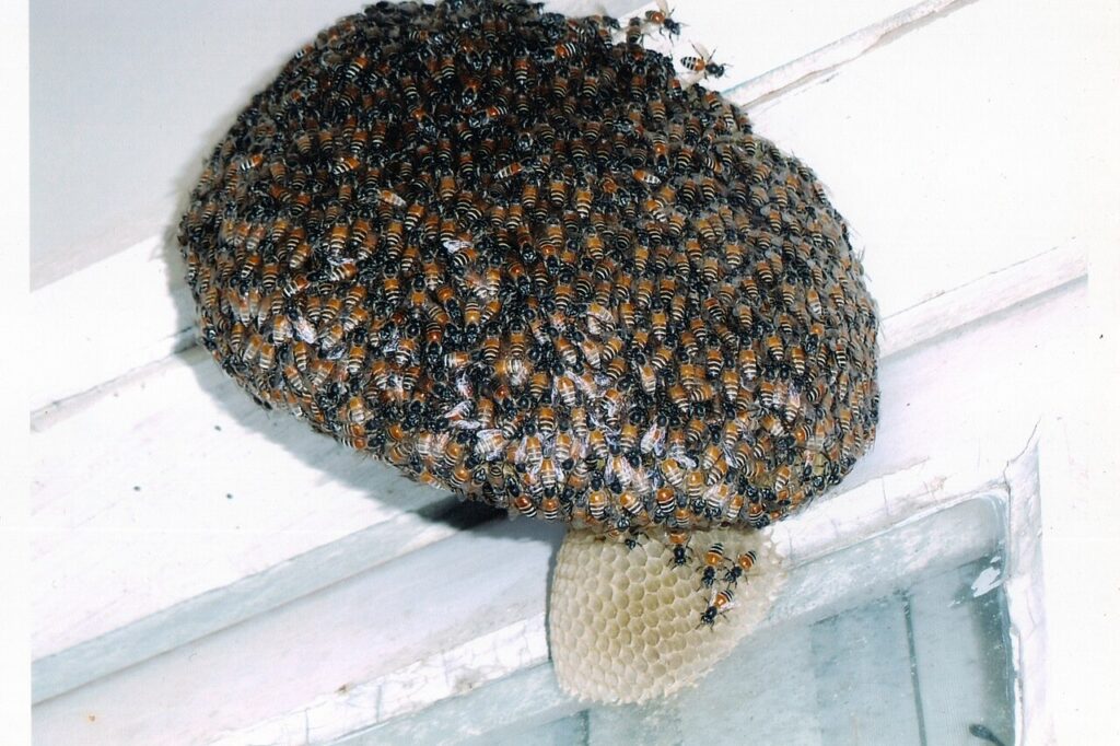 A large honey bee nest hanging on a ceiling, with a huge colony of bees gathered on it 