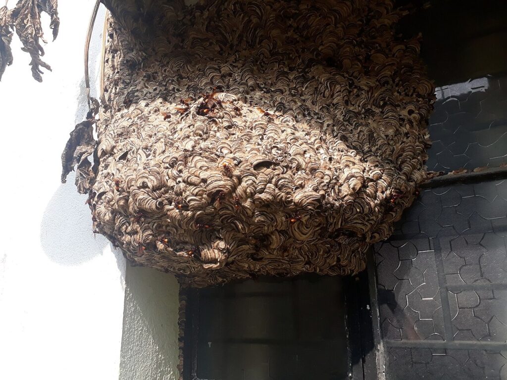 A huge hornet nest hanging from a ceiling 