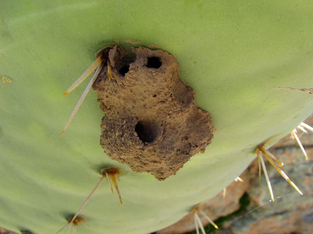 A small mud dauber wasp nest attached to a cactus, with visible hole entrances on the nest 