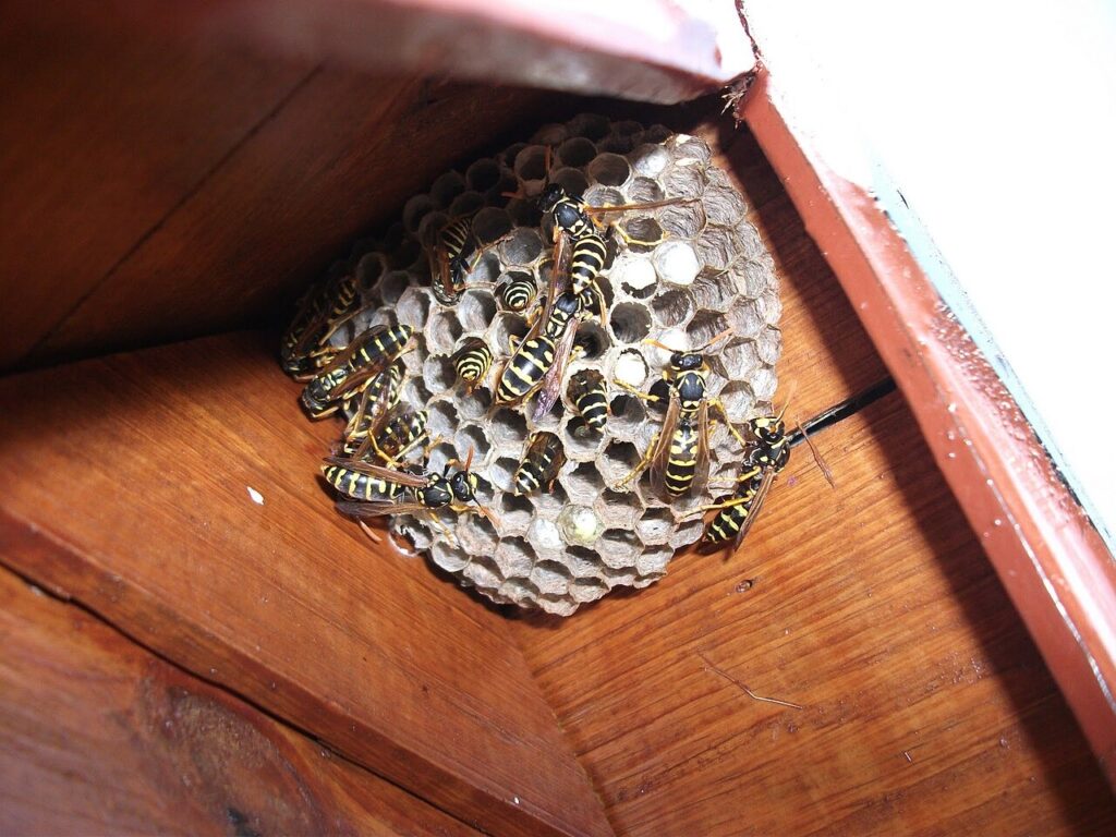 A paper wasp nest attached to a porch ceiling, with numerous wasps hovering around it