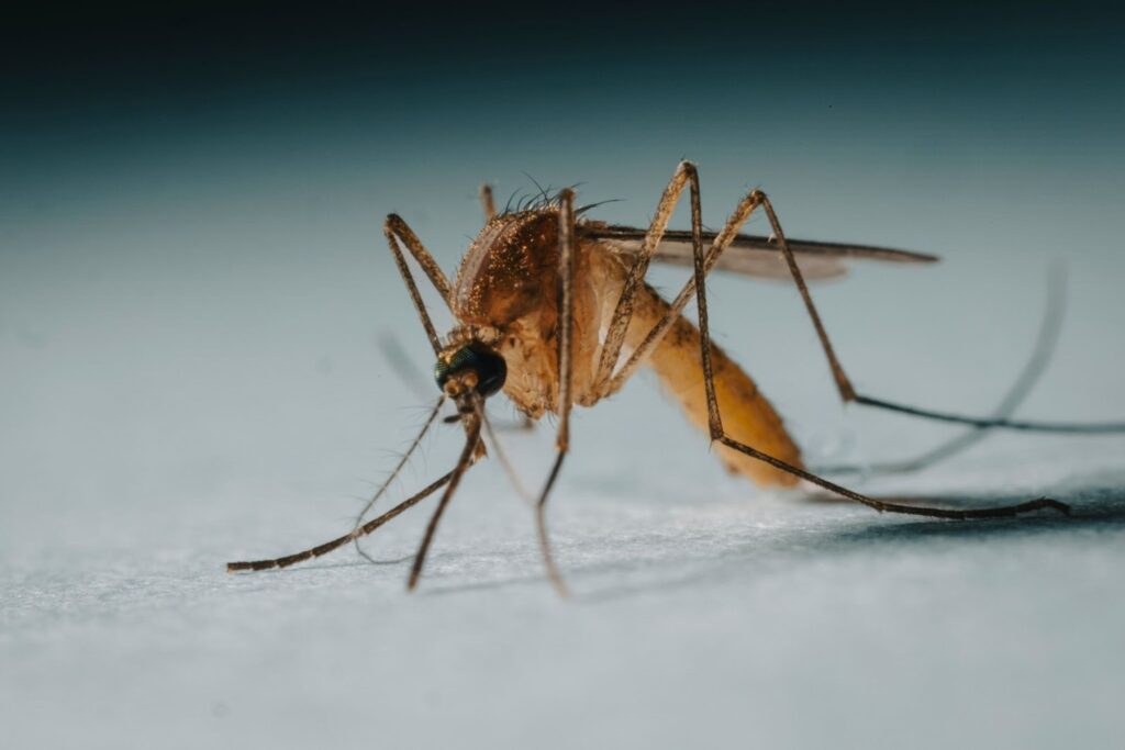 A closeup shot of a mosquito hovering over a white surface