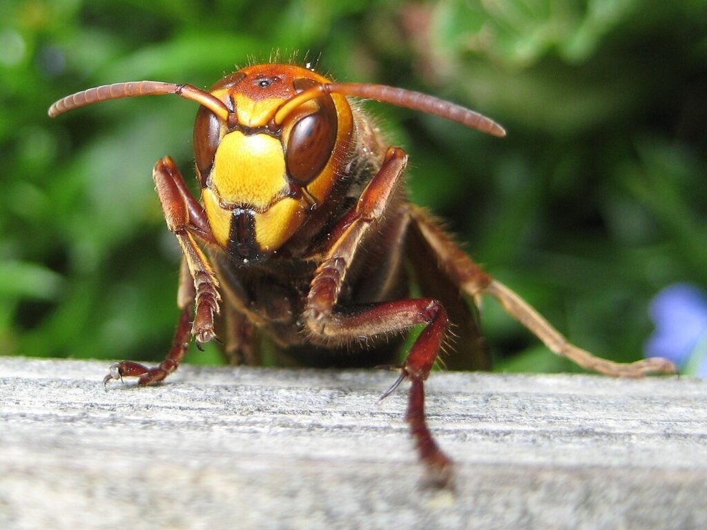Close-up of a European hornet positioned on a textured surface