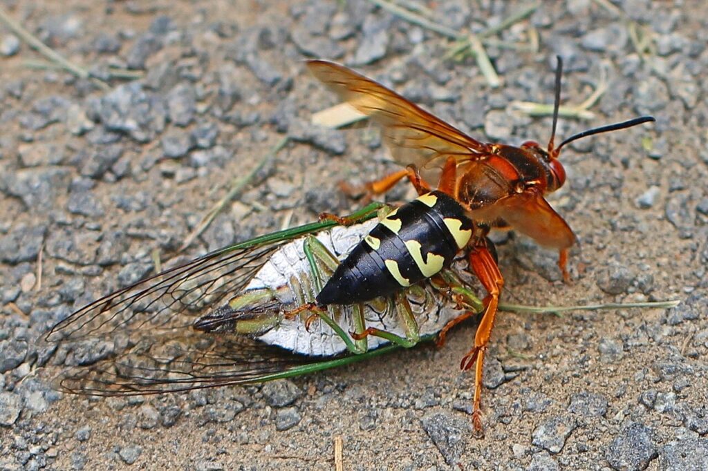 Close-up of a Eastern Cicada Killer positioned on a rocky ground