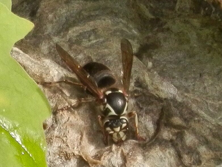 Close-up of a bald-faced aerial yellowjacket lurking on a tree