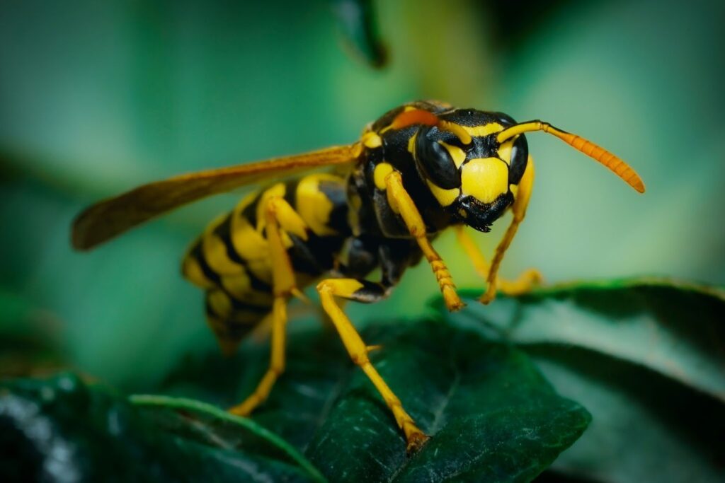 Closeup shot of a yellowjacket wasp positioned on a leaf 