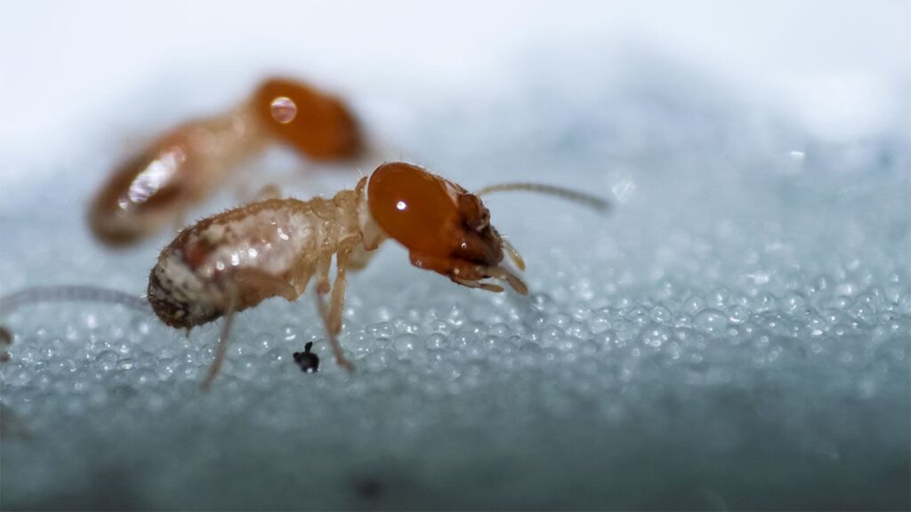 Closeup shot of a termite’s side 