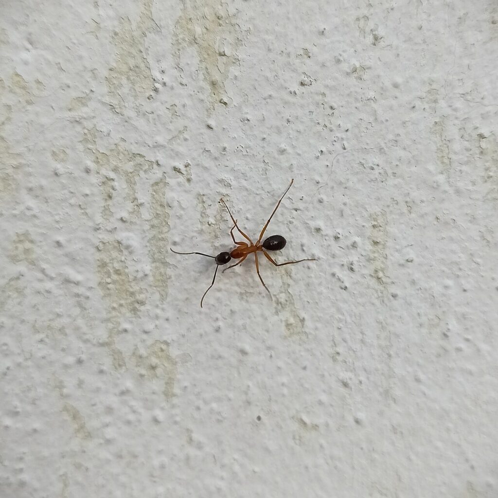 Carpenter ant on a wall 