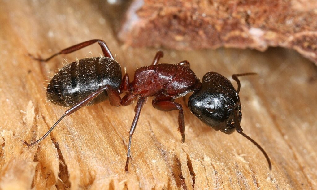 Closeup shot of a carpenter ant on a wooden surface
