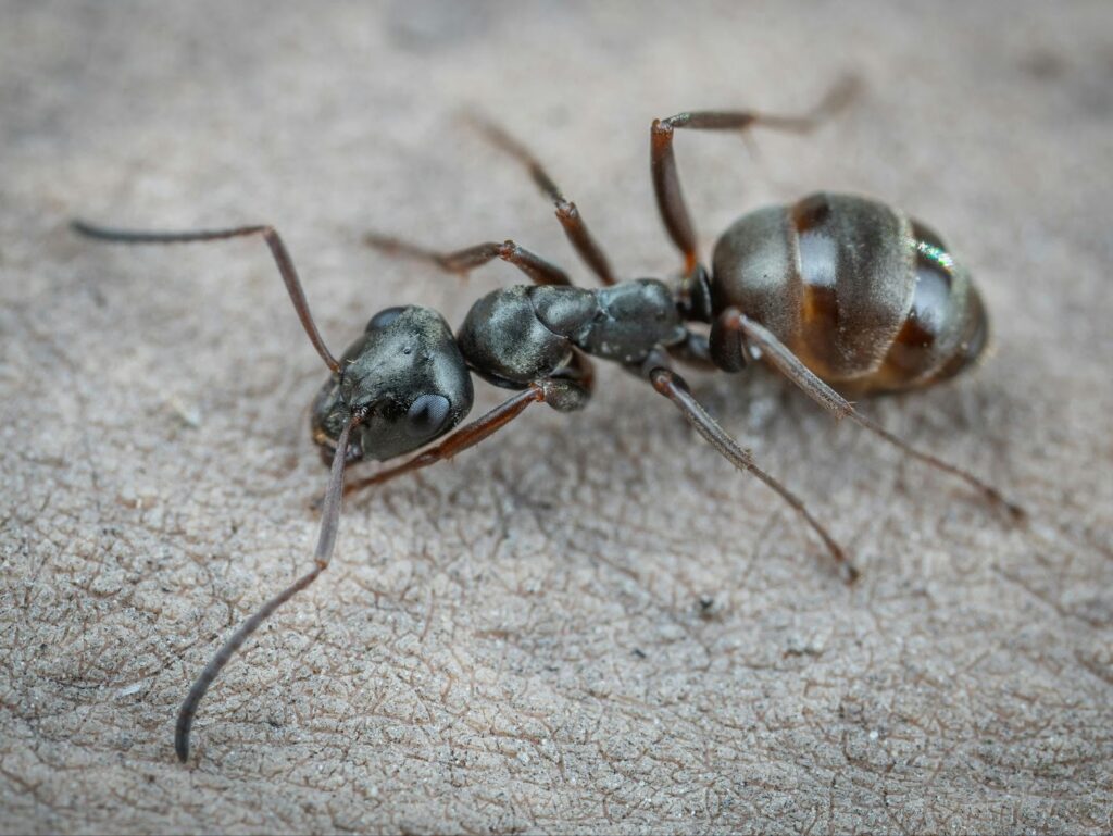A closeup shot of a black ant roaming on a gray surface