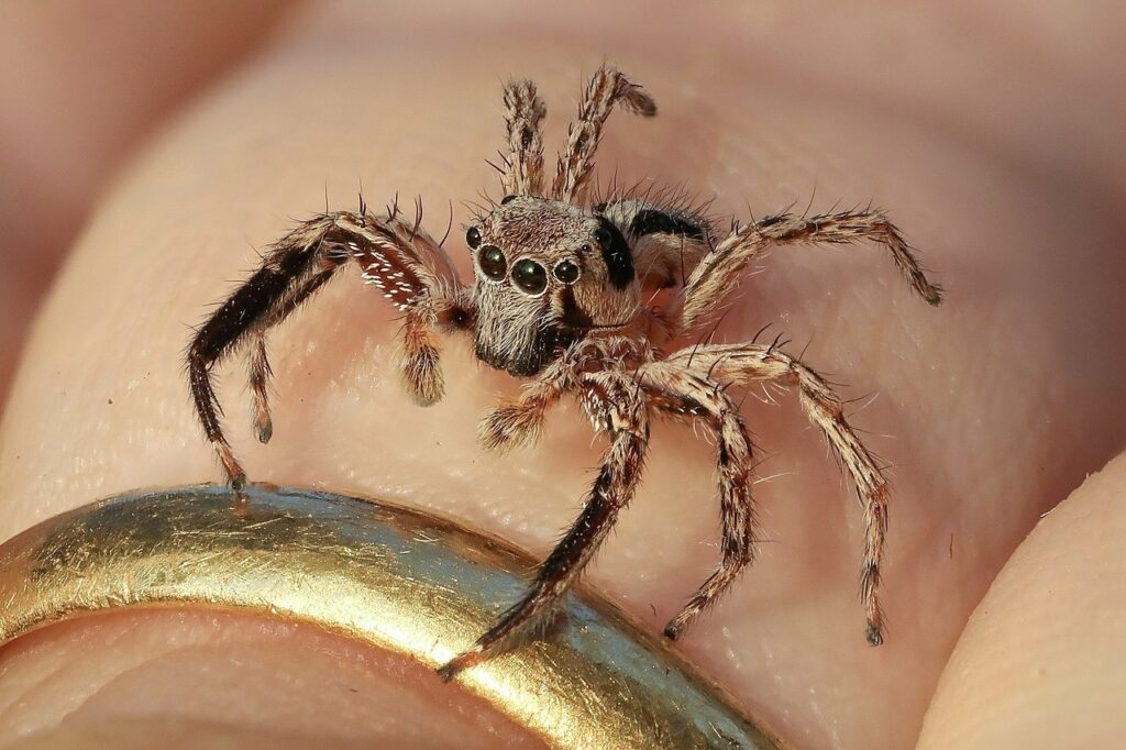 Jumping spider positioned on a finger