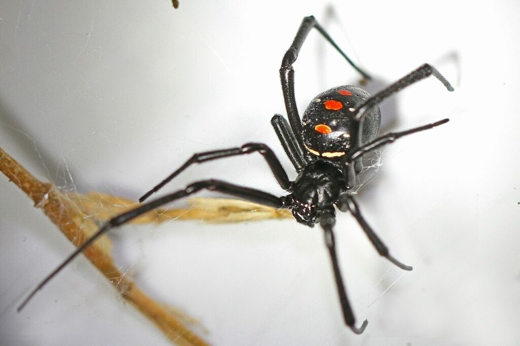 Black widow spider with small webs on a white background
