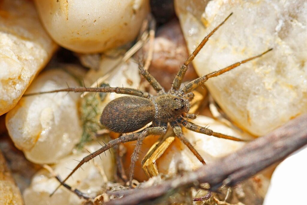 Wolf spider exploring between small rocks