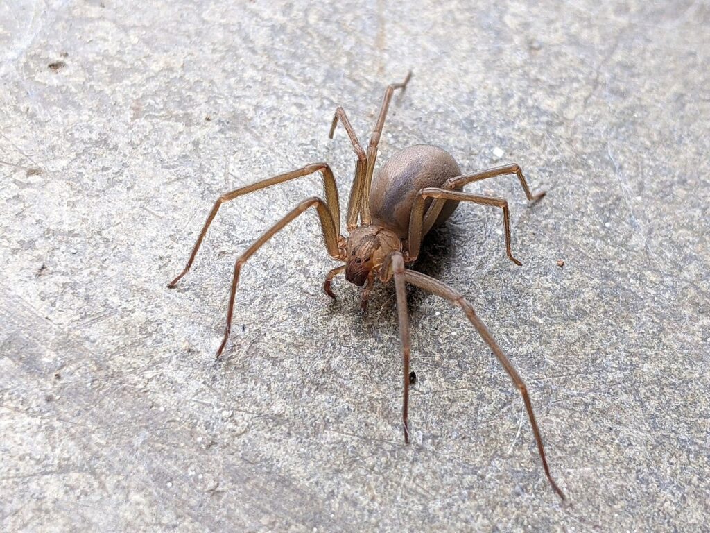 Brown recluse spider standing on a rocky surface