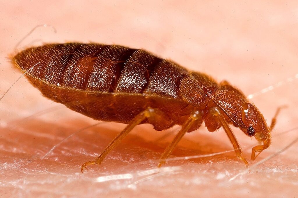 Closeup of a bed bug crawling on skin