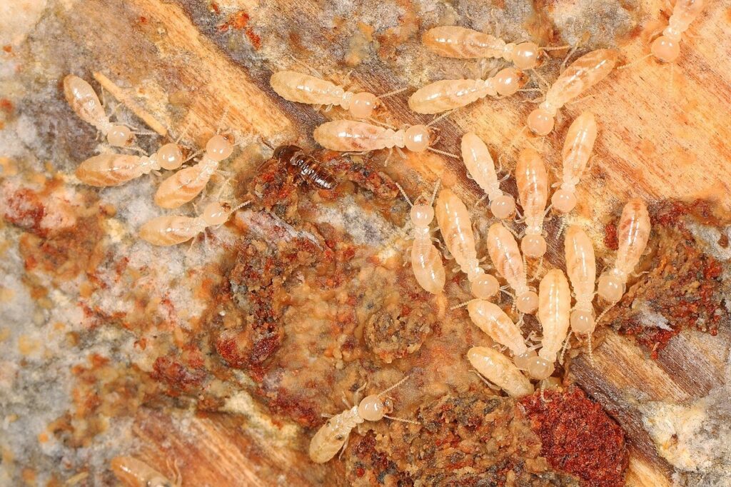 Colony of Eastern Subterranean Termites infesting wood 