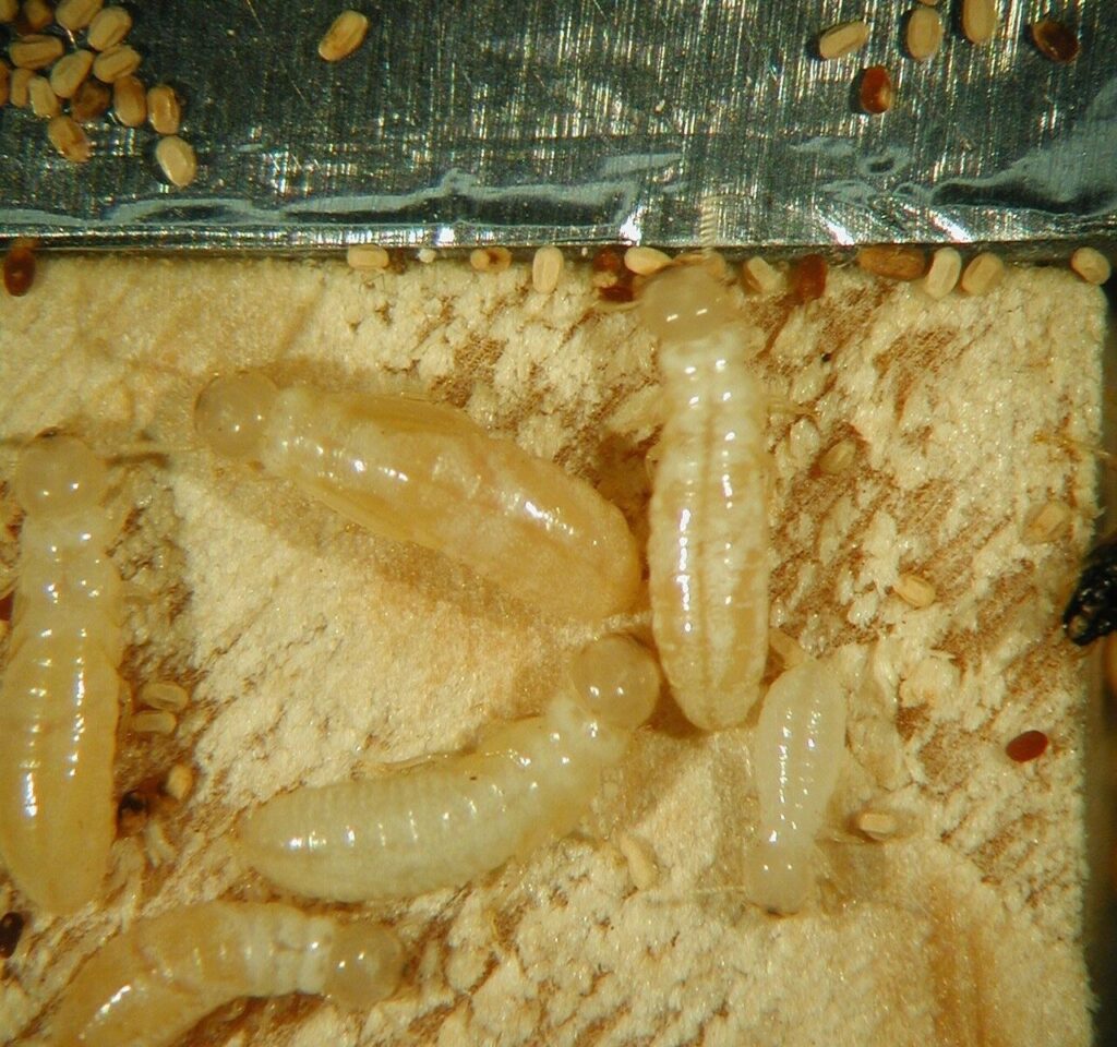 Closeup of a group of Cryptotermes domesticus termites, a specific type of drywood termites