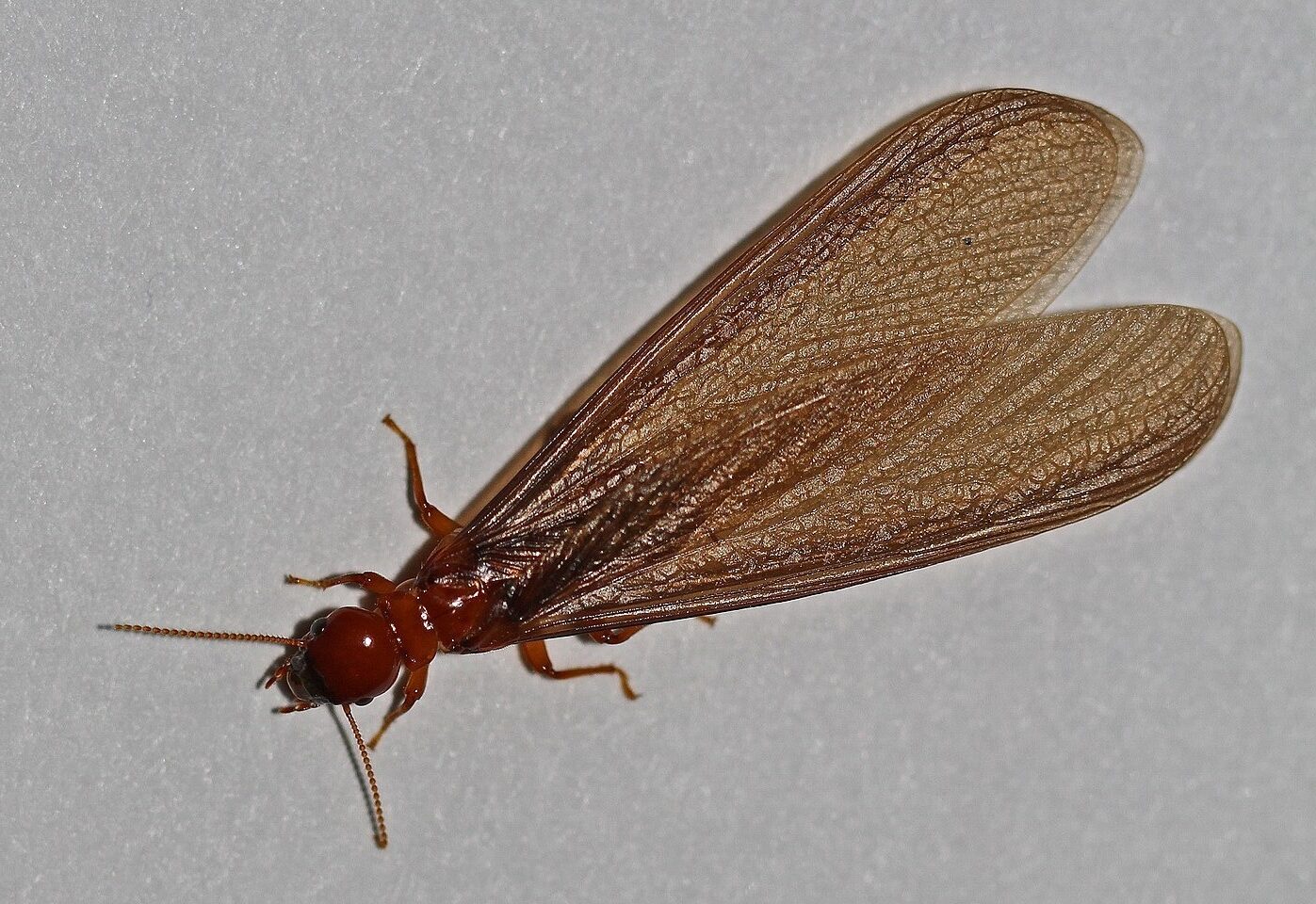 Closeup of a dampwood termite on a grey surface
