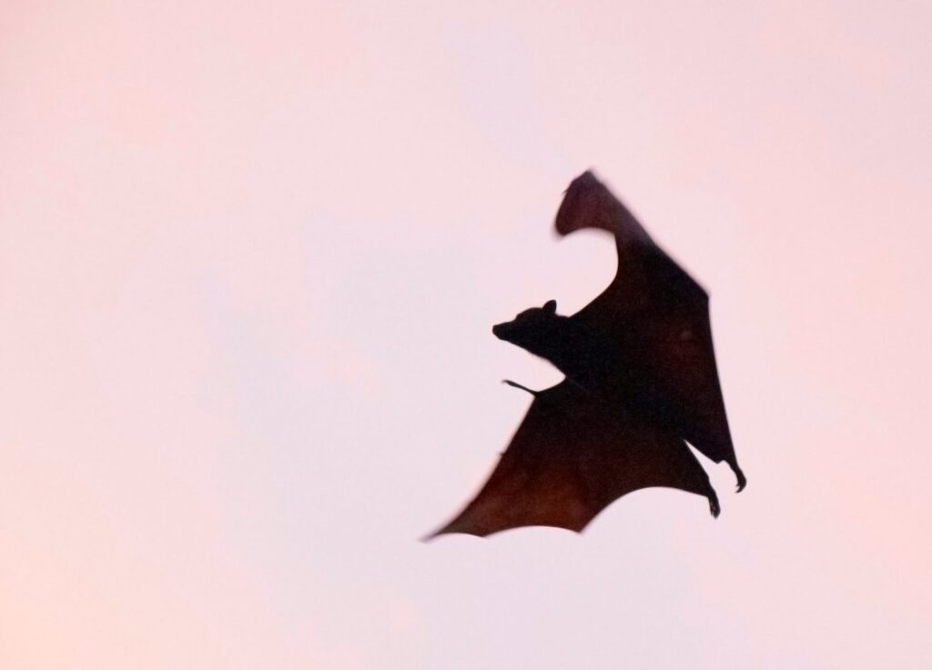 A silhouette of a bat soaring in the sky 