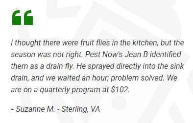 A customer review speaking about PestNow’s efforts in handling their drain fly problem