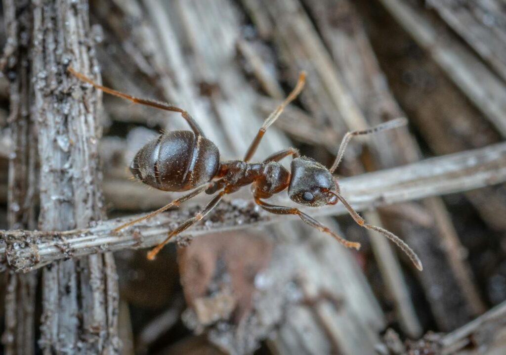 Closeup shot of a fire ant on a branch
