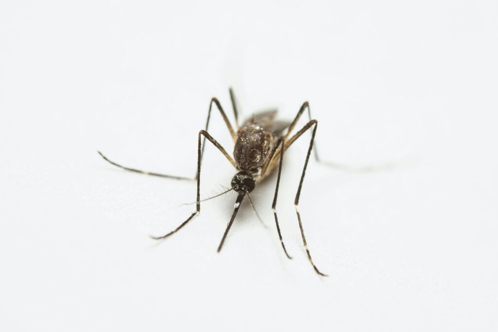 A mosquito lying on a plain white surface