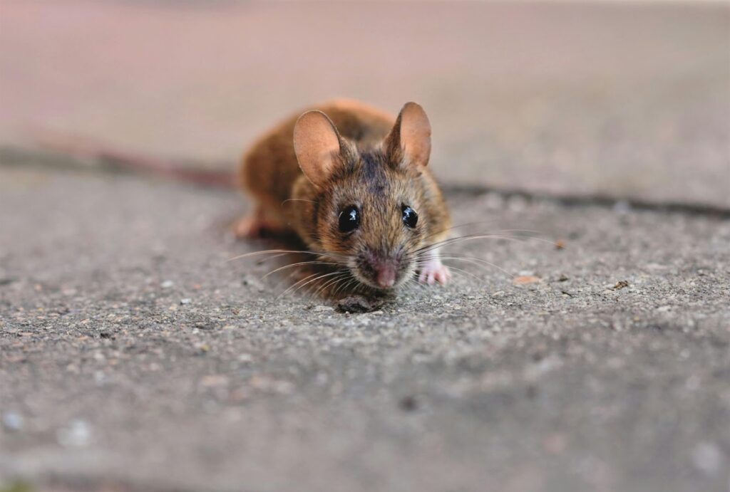 A brown mouse lurking on the floor