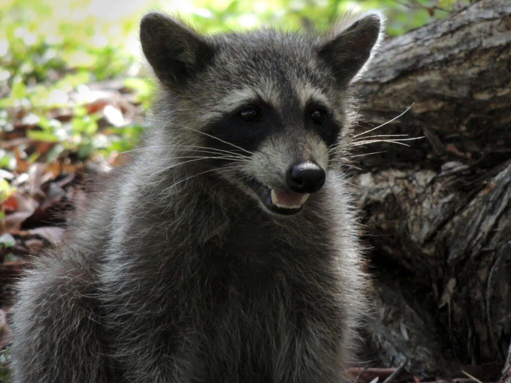 Closeup shot of a raccoon with its teeth showing

