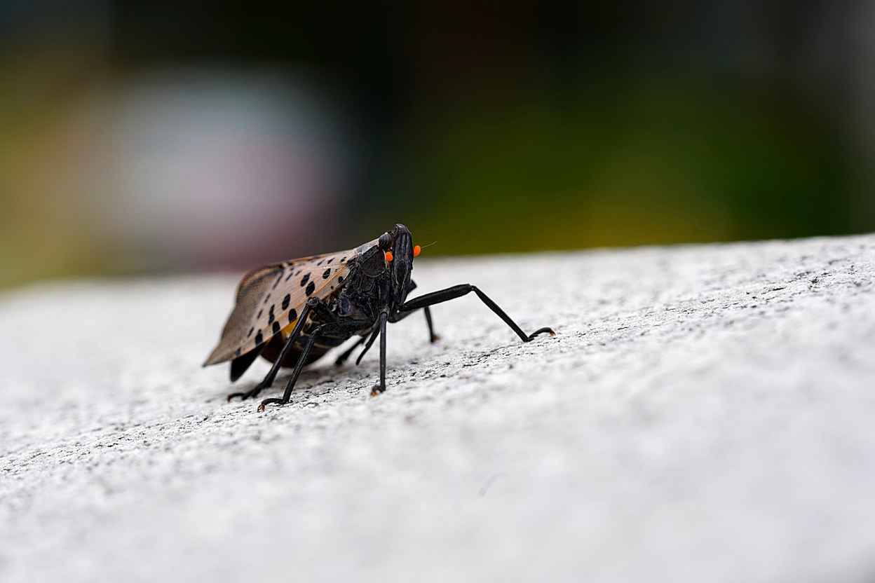 A spotted lanternfly on a stony floor, showing its gray forewings with black spots and a glimpse of its red hindwings.