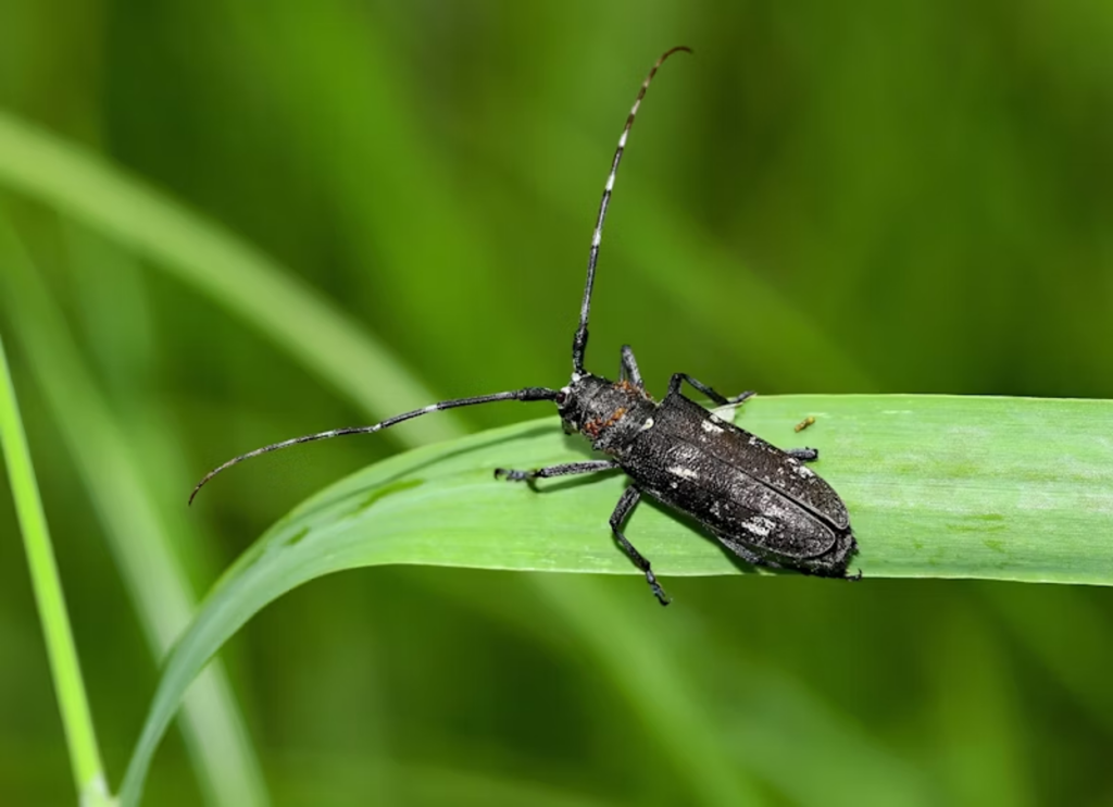 Virginia Insects List Invasive Bugs in Northern Virginia: Species, Harmfulness & Solutions ...